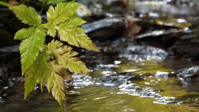 Медитация БлагоДарности