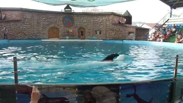 Адлерский дельфинарий Белухи Стёпа и Ганди и морской котик Боря смотреть онлайн