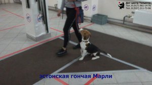 Занятие в группе по дрессировке (курс Управляемая городская собака): обучение собак движению рядом.