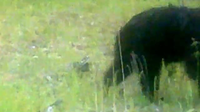 медведи.в приобье) смотреть онлайн