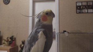 Красивое стучание клювом кореллы Гошки.