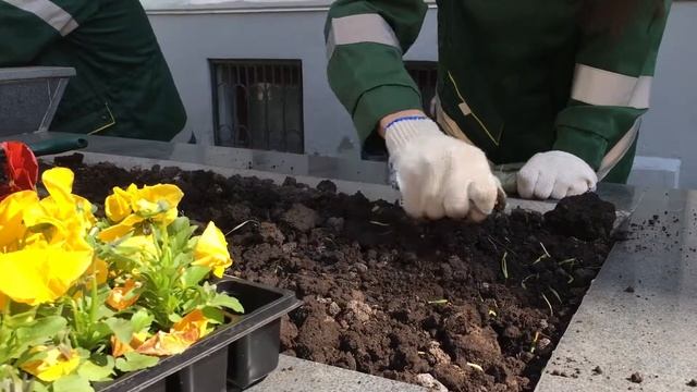 Москоллектор высадил 500 виол в центре Москвы смотреть онлайн