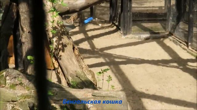 Кошки на прогулке 17.05.2021