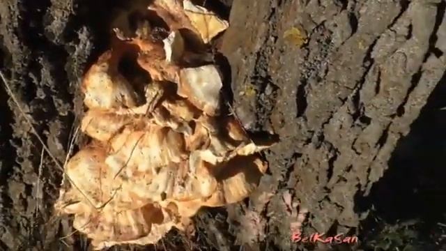 Русский Гриб Трутовик и бабушка Наталья. смотреть онлайн