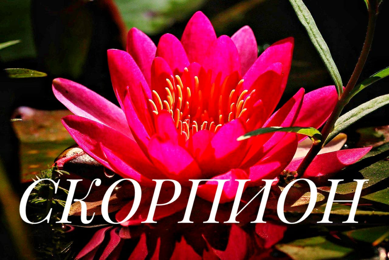 ♏СКОРПИОН таро-прогноз ? с 20-26 декабря 21г. + СОВЕТ карт  ТАРО. Гадание онлайн.