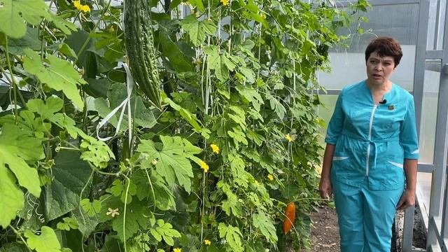 Ещё немного о момордике. Школа продвинутого садовода
