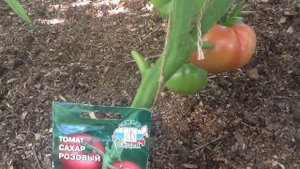 Томат "Сахар розовый". Дегустация !!!