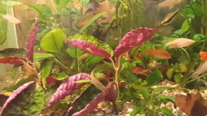 Хемиграфис, Growing Hemigraphis, 植物, planta Hemigraphis, Hemigraphis plants, аквариум, Amazing