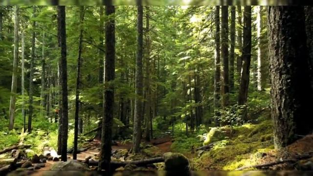 Релакс. Спокойная музыка для сна. Лес. смотреть онлайн