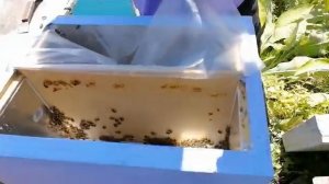 Нуклеусы на 2 дадановские рамки для облета маток. Доведение нуклеуса до отвода. Подарок брату.