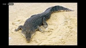 Группа 1. Тема: Животные жарких стран