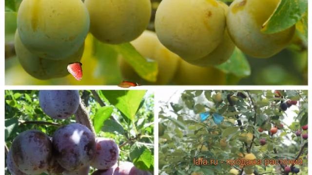 Слива обыкновенная Ренклод колхозный - Богатырская ? обзор: как сажать, саженцы сливы