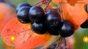 Арония сливолистная Викинг. Краткий обзор, описание характеристик aronia?prunifolia Viking