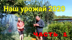 Наш урожай в 2020 году ЧАСТЬ 1