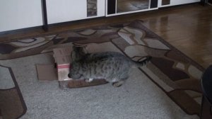 вертихвост