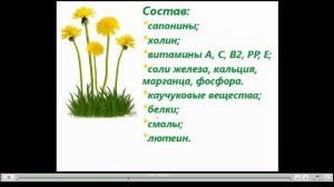 Трава и корень одуванчика лечебные свойства