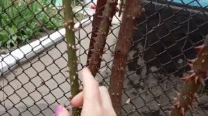 ПЛЕТИСТЫЕ розы после зимы, мои ошибки!