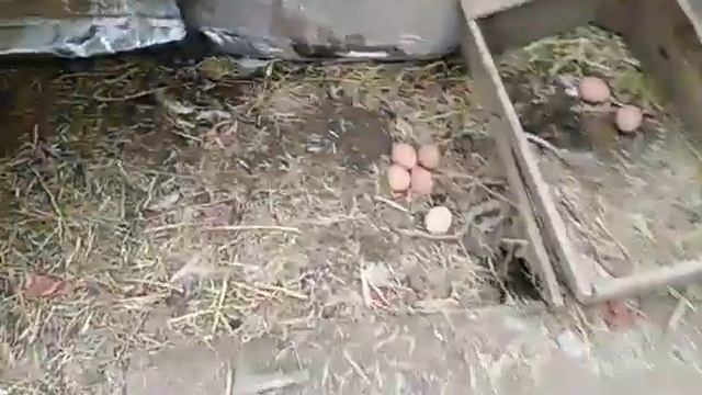 110 граммов корма в день курам ???цыплята ?цены на корм ? смотреть онлайн