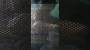 Маршмеллоу в микроволновке.