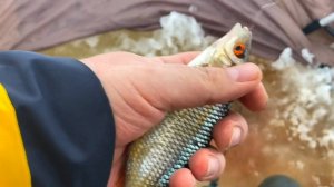 ПЛОТВА НА МОРМЫШКУ