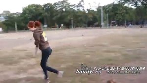 Питбуль дрессировка щенка в 3 месяца, Питбуль -  первые занятия  питбуля по дрессировке