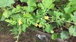 Growing Watermelons From Seed, Episode 9