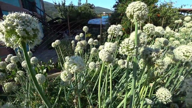 Цветение чернушки - выращивание семян ялтинского лука смотреть онлайн