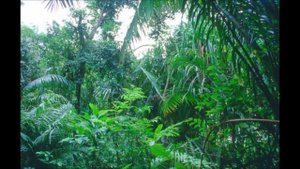 Экваториальный лес