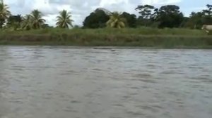 caiman vs crocodile