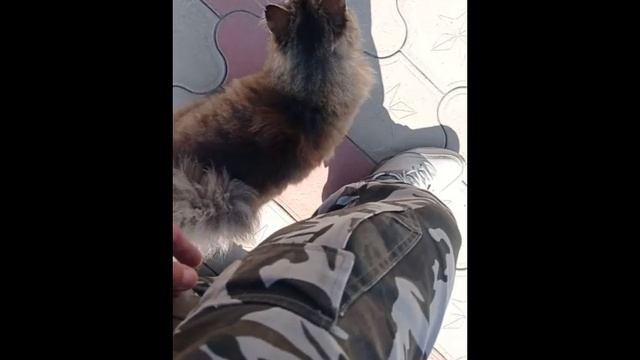 Кошка на прогулке.