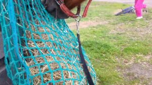 Медленная кормушка для лошадей в действии. Оптимизация кормления лошадей.