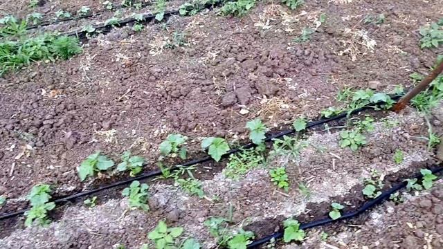 На участке незнакомец! Переселение бройлеров. Будни ЛПХ. смотреть онлайн