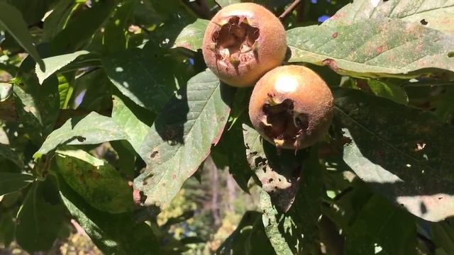 Medlar Tree Mespilus germanica in the Food Forest смотреть онлайн