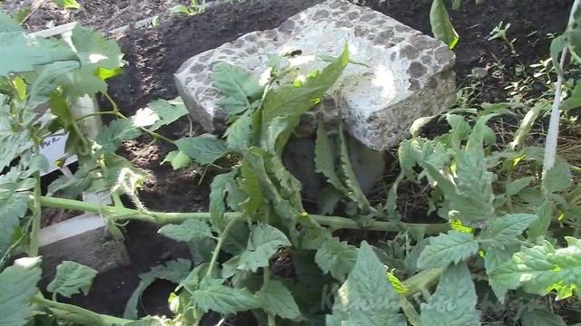 О низкорослых новинках смотреть онлайн