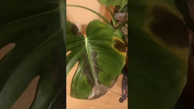 ЛИСТЬЯ МОНСТЕРЫ ЧЕРНЕЮТ #монстера # #комнатныерастения #растения смотреть онлайн