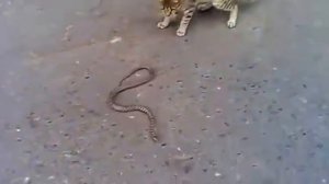Кошка против змеи