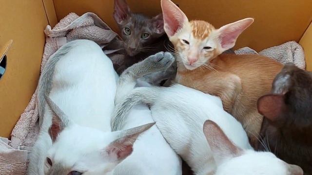 ориентальные котята