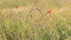 садой блбулон дар фасли бахор