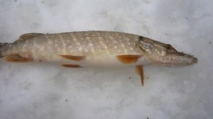 Подрезчиха