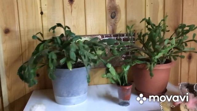 Овощные драники? пересадка декабриста?новинки цветов? хойи и педилантус? смотреть онлайн