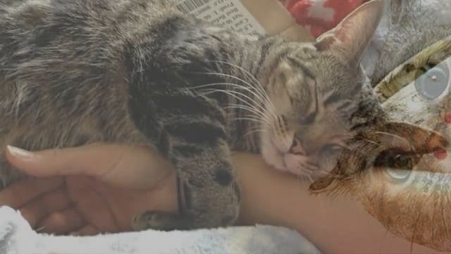 ЭТО ПОЙМУТ ТОЛЬКО КОШАТНИКИ  ONLY CAT LOVERS WILL UNDERSTAND THIS