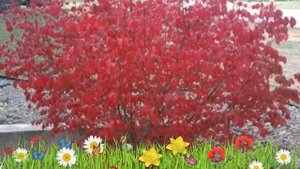 Бересклет крылатый Компактус ? Обзор: посадка и уход. крупномеры бересклета: описание и особенности