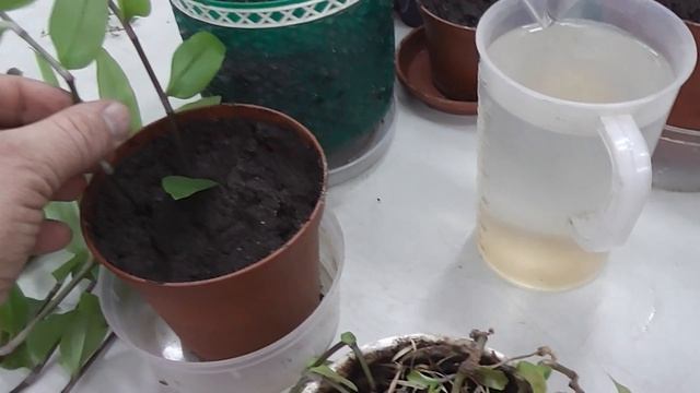 Традесканция - сажаем проще простого. часть1