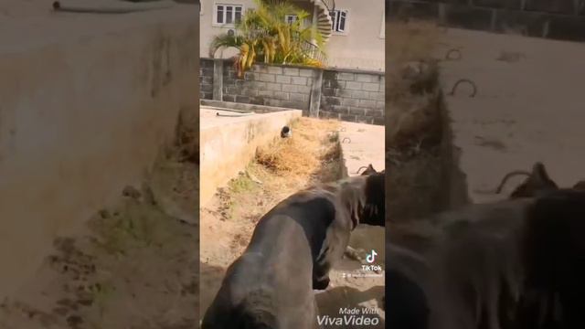 Courtship between two cane corsi . #courtship #mating #ritual #canecorso #dogs #k9 #happy #watchers