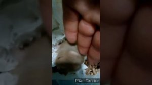Хомячки 🐹💋брачная ночь🔞