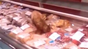 Кот сожрал в витрине магазина морепродукты на 60 тысяч рублей