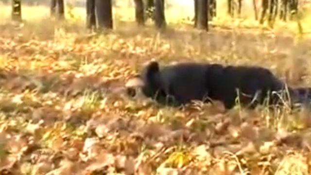 Кукрыниксы Спутник смотреть онлайн