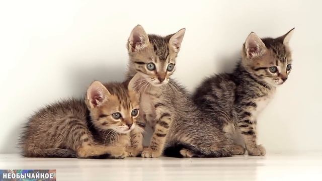 Какая Память у Кошек и Сколько Она Длится? ¤ НЕОБЫЧАЙНОЕ