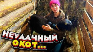 Абортирование у коз. Раздой и лечение | Молодая Ферма