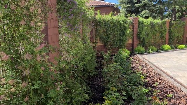 150 сортов!!! а ИХ всё МАЛО! КЛЕМАТИСЫ цветущие всё ЛЕТО! смотреть онлайн